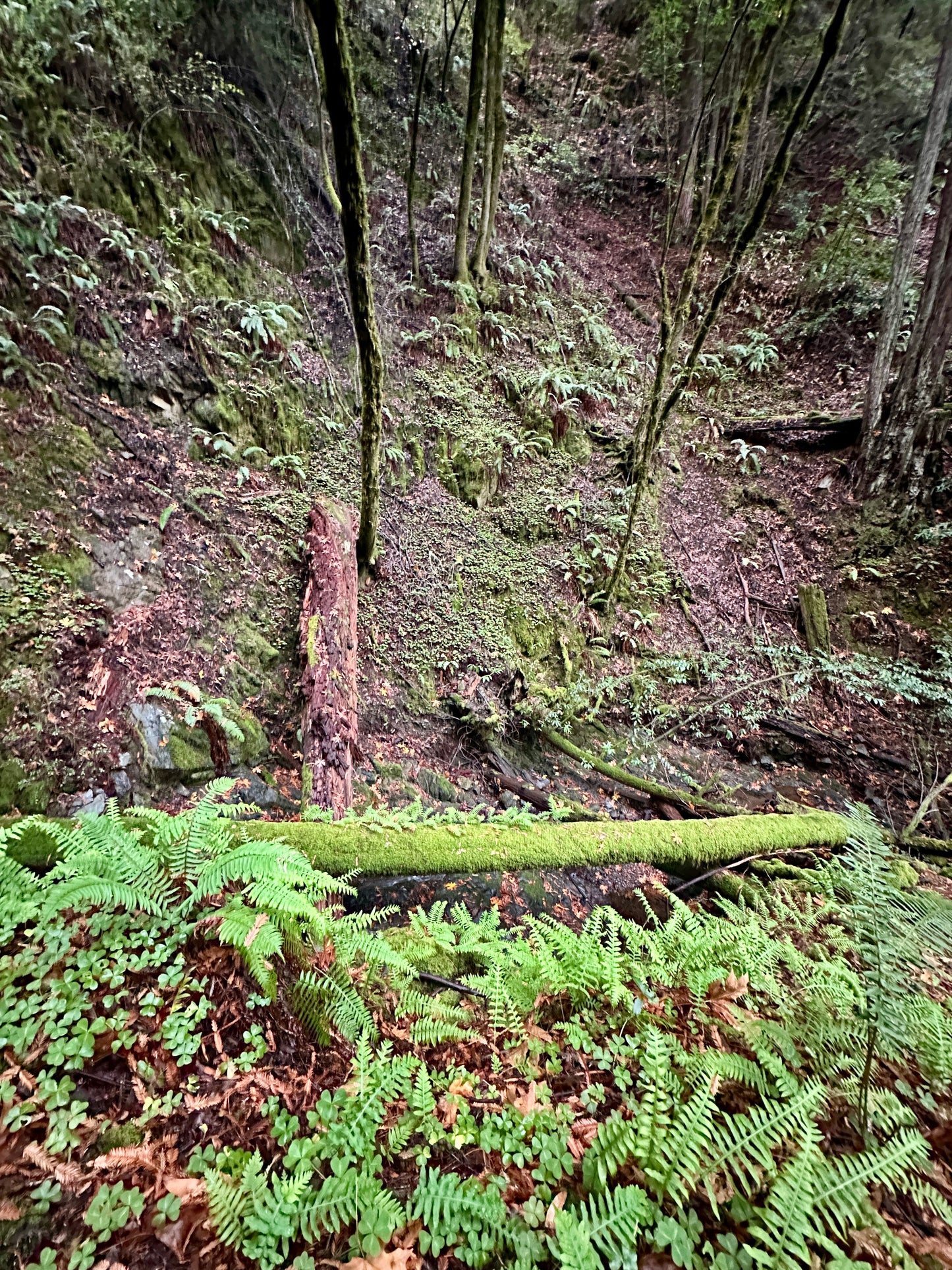 A Knitting Retreat in the Redwoods